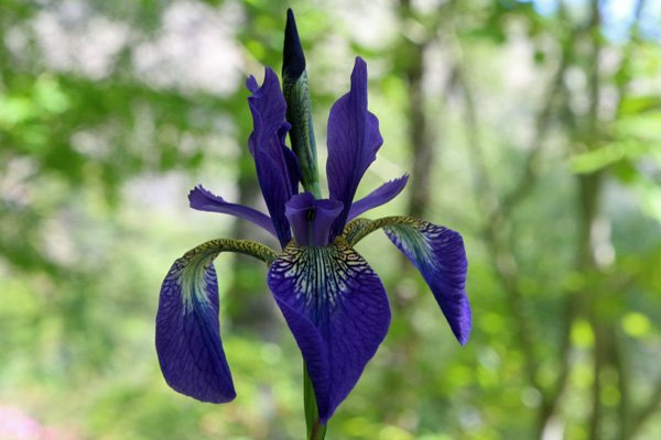 Blue Iris