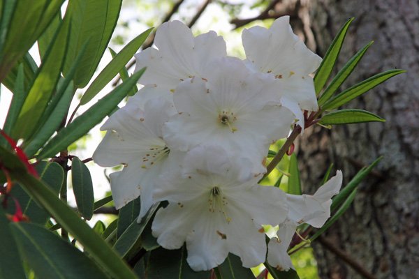 Rhododendron Loderi Group in mid May