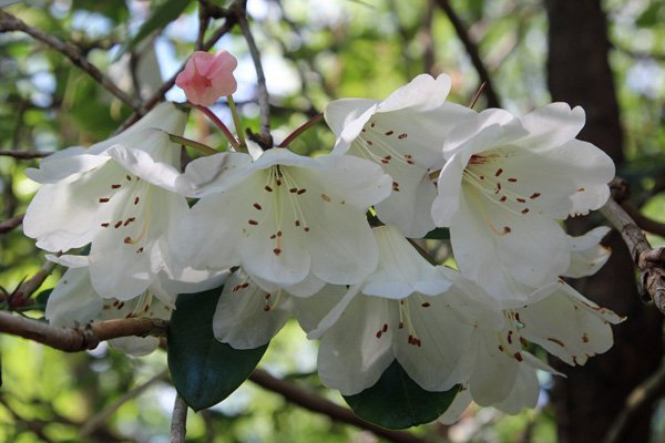 Rhododendron ardtornish cream in mid May