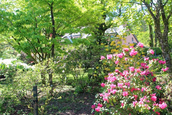 The lower garden