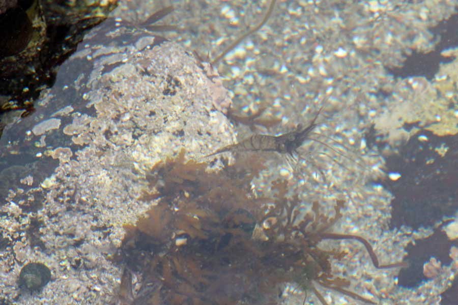 Rockpooling at Ardtoe Beach near Acharacle