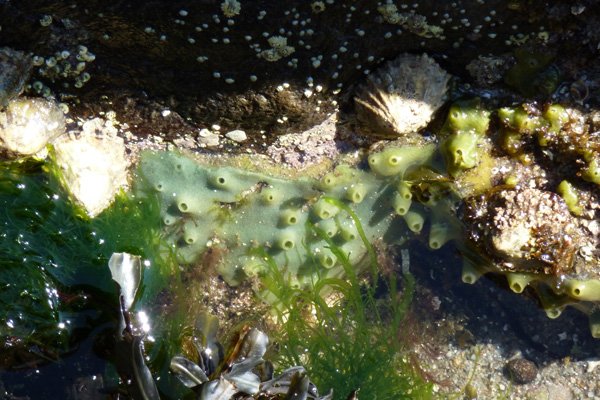 Ardtoe Beach is great for rockpooling