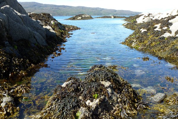 An underwater forest of seaweed