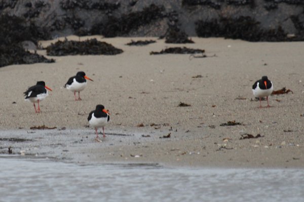 Oystercatchers on the beach at Ardtoe