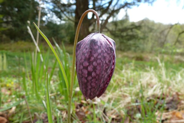 Snake's head fritillary - Fritillaria meleagris