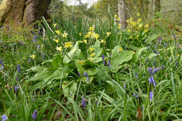 A celebration of Spring in Ardtornish Garden