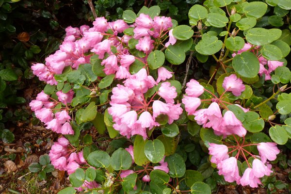 Rhododendron orbiculare
