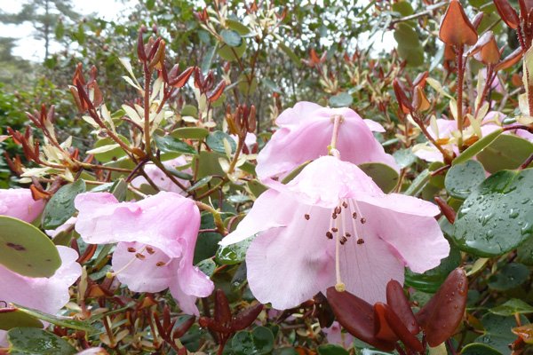 Rhododendron williamsianum