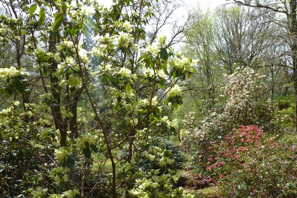 A fine collection of rhododendrons in the Rhododendron Glen