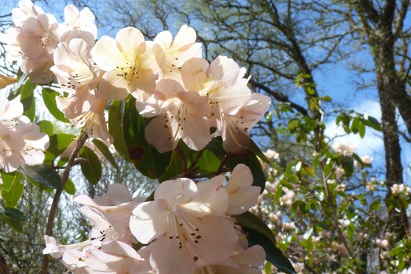 Rhododendron Alison Johnstone