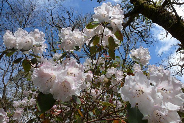 Rhododendron Olympic Lady