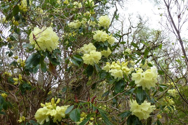 Rhododendron Crest