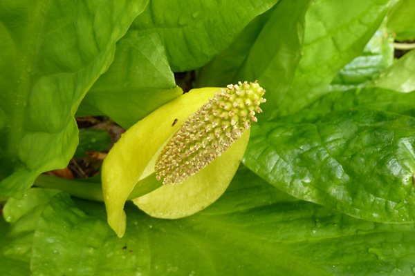Lysichiton americanus (Skunk cabbage)