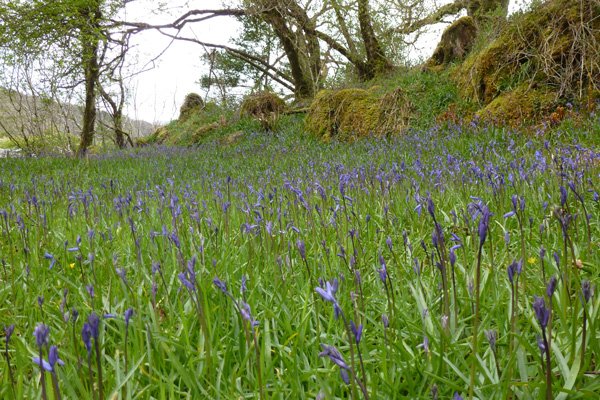 Beautiful banks of bluebells - Endymion non-scripta