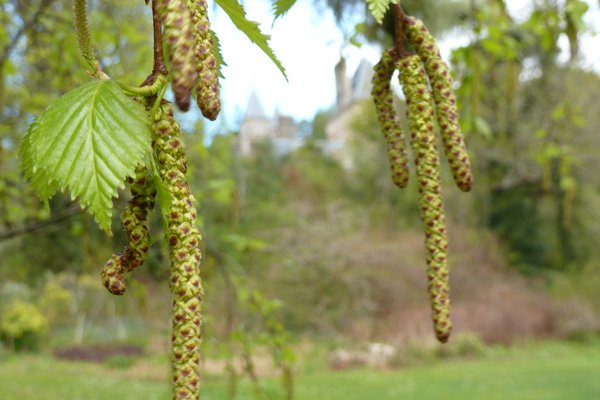 Betula catkins