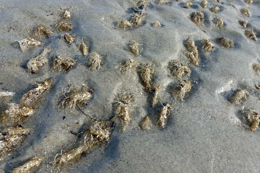Bourblach Beach at Morar