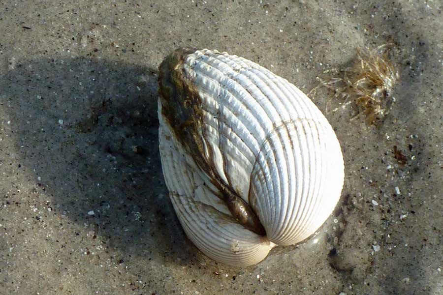 Bourblach Beach at Morar