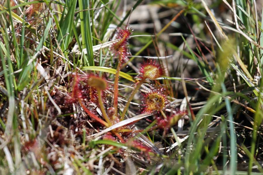 sundew in the damp grassland at Bourblaige