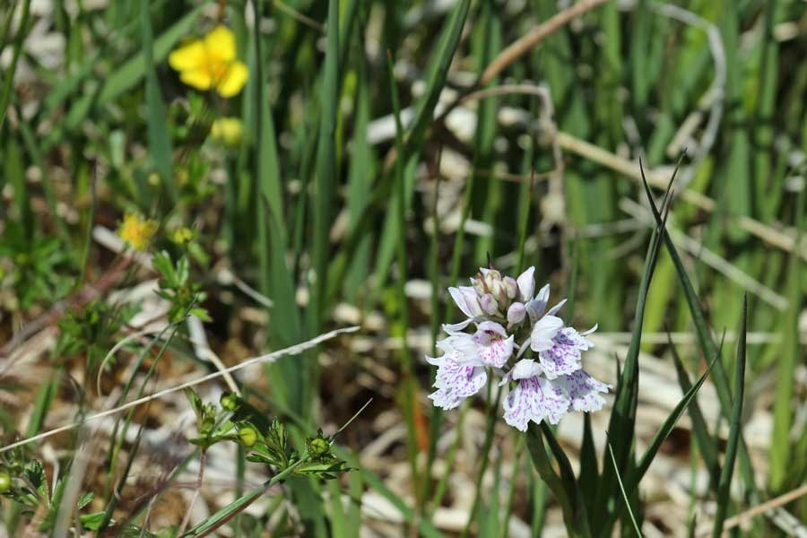 orchid rich grassland at Bourblaige