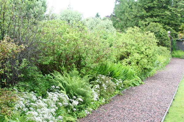 Herbaceous border in Glenborrodale Castle Gardens