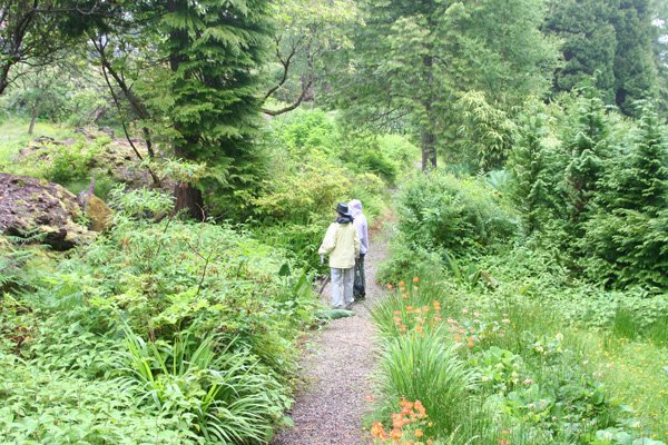 Gravel paths weave their way through Glenborrodale Castle Gardens