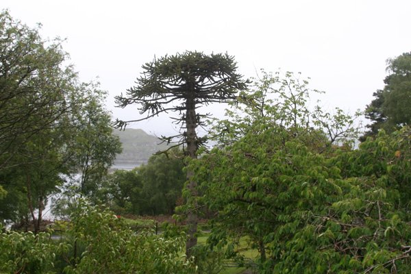 The fine specimen monkey puzzle tree