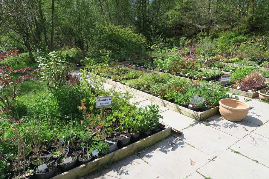 Glenborrodale Nursery