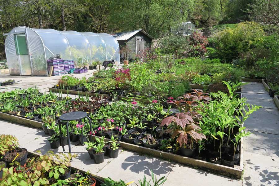 Glenborrodale Nursery