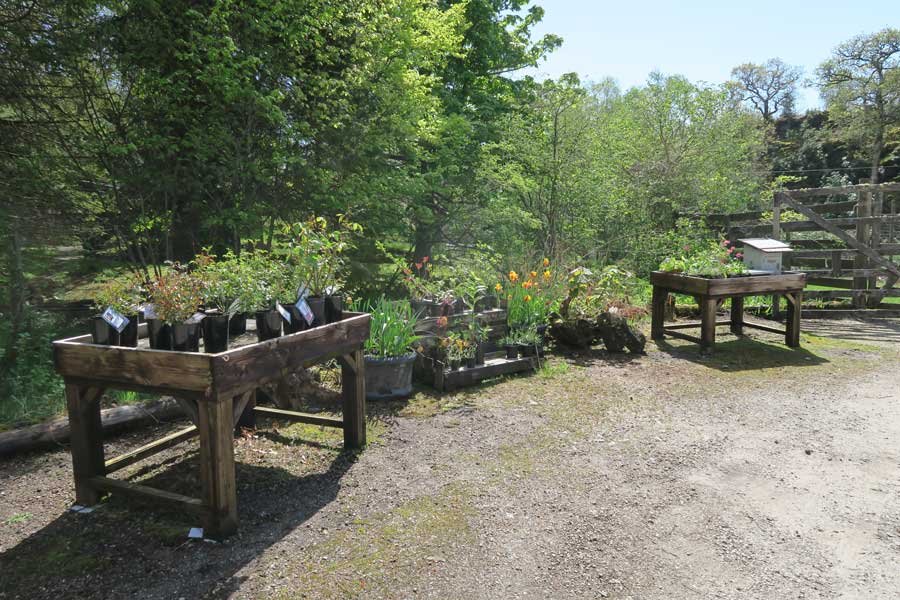 Glenborrodale Nursery