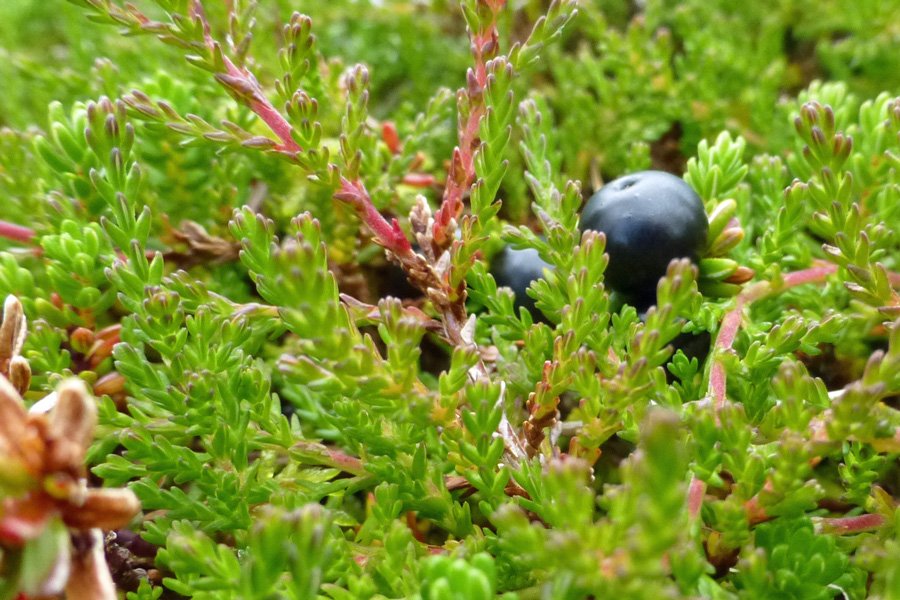 Crowberry fruit in August - take time to explore the willdife of The Nevis Range
