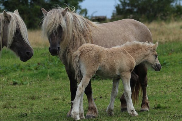 Isle of Rum ponies in the paddock infront of Kinloch Castle