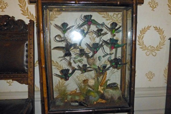 A collection of stuffed hummingbirds from Kinloch Castle