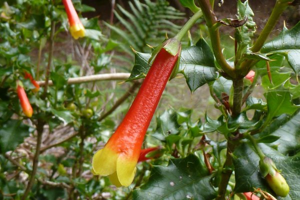 Desfontainia spinosa (Chilean Holly) in early July