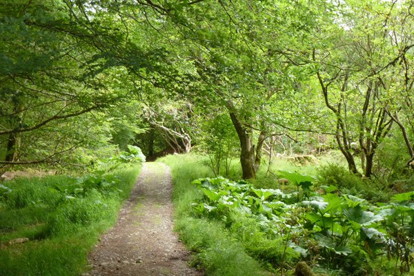 The track near the entrance of Larachmhor Gardens