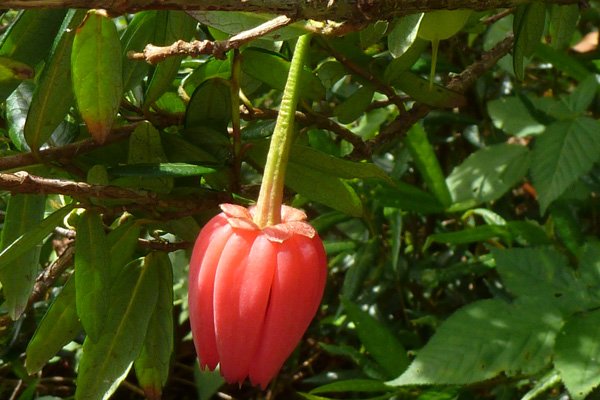 Chilean Lantern in early July