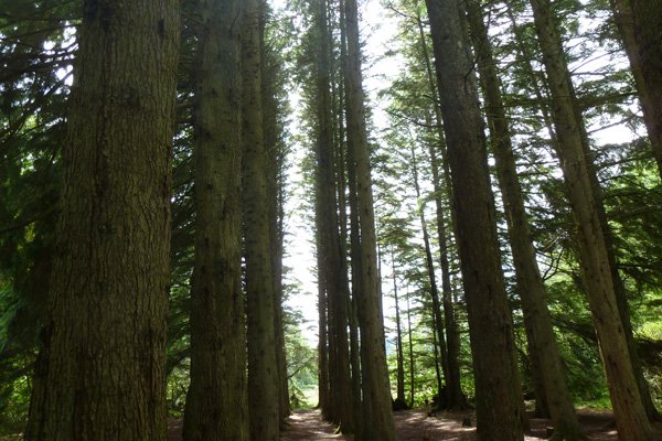 Western Hemlock shelter belt