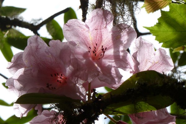One of the many rhododendron species in Larachmhor Gardens