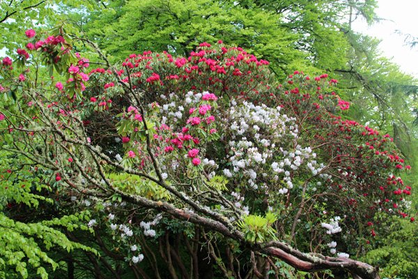 Glorious rhododendrons on the path down to the gardens in early May