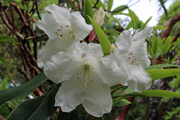 Rhododendron griffithianum (Subsection Fortunes) in early May