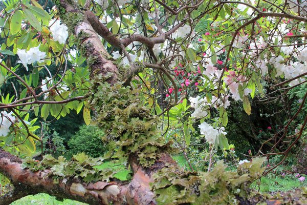 Lungwort lichen (Lobaria pulmonaria) thriving in the atlantic climate