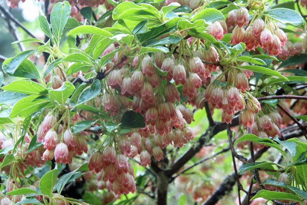 Enkianthis campanulatus in early May