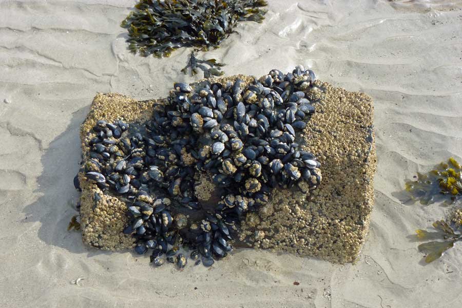 Peanmeanach Beach