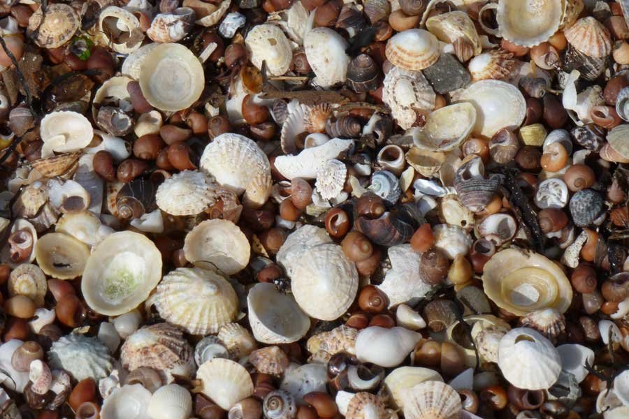 Rhu Point Beach