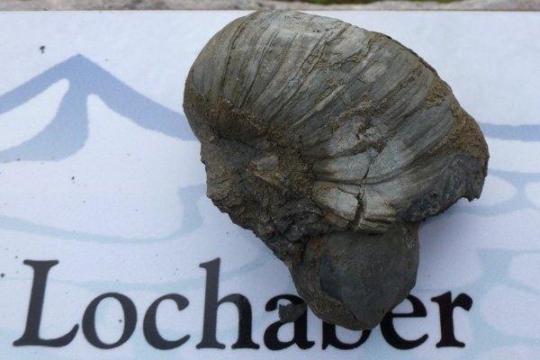 Devil's Toe Nail Fossil