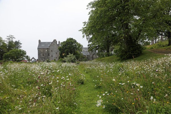 Wild flowers on the approach to Roshven House