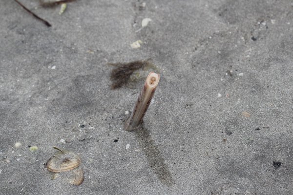 Razor clam