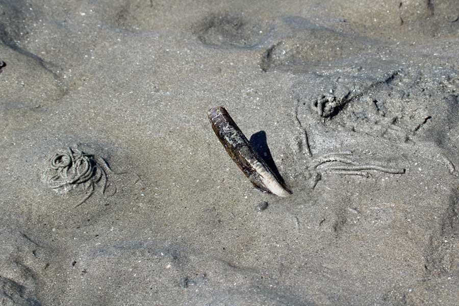 Samalaman Beach near Glenuig