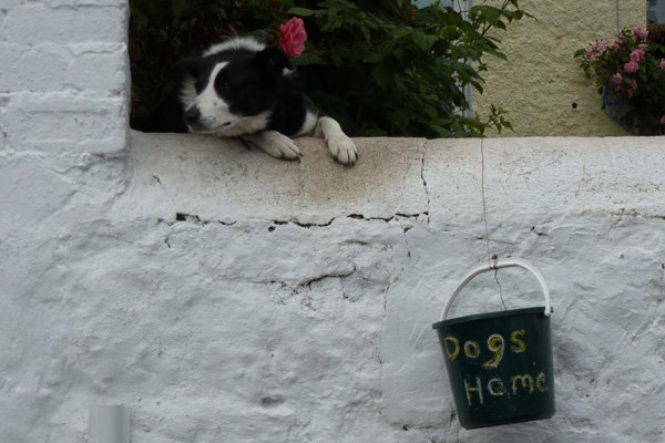 Every dog has to make a living