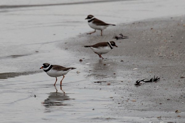 Ringed plover of Traigh beache