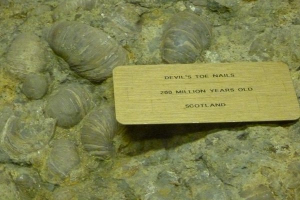 Devil’s toenails